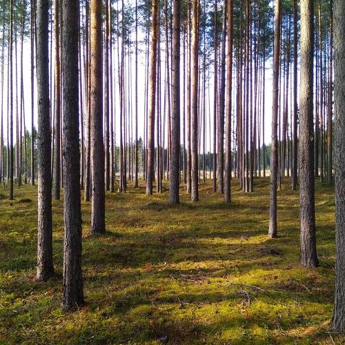 Хороший лес