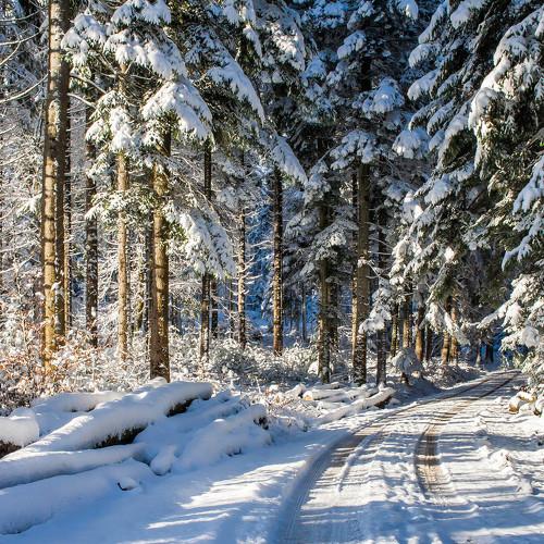 Snowy forest