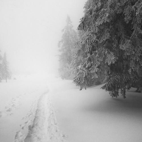 Snowy forest way