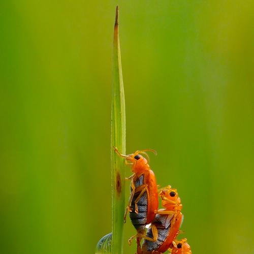 Triple Mating