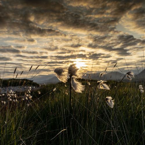 Bog Cotton