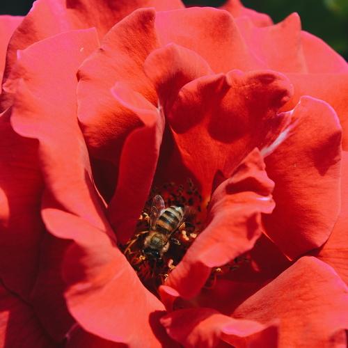 Bee and rose
