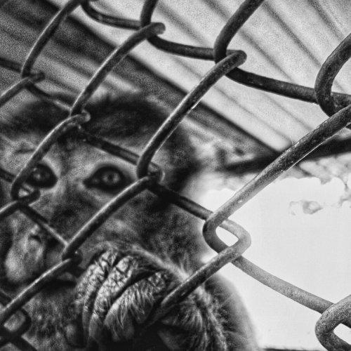 Caged