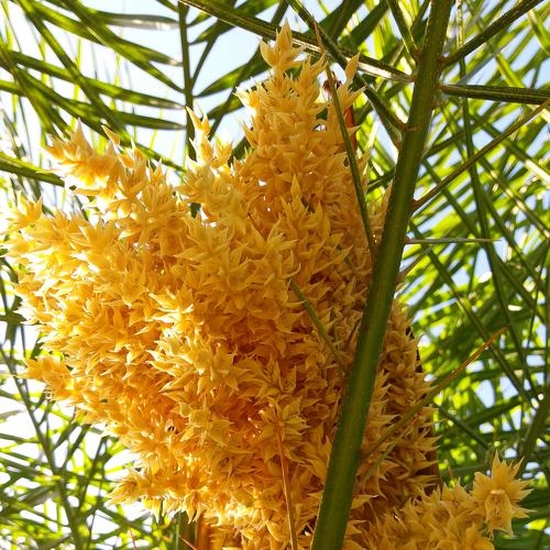 Palm blossom