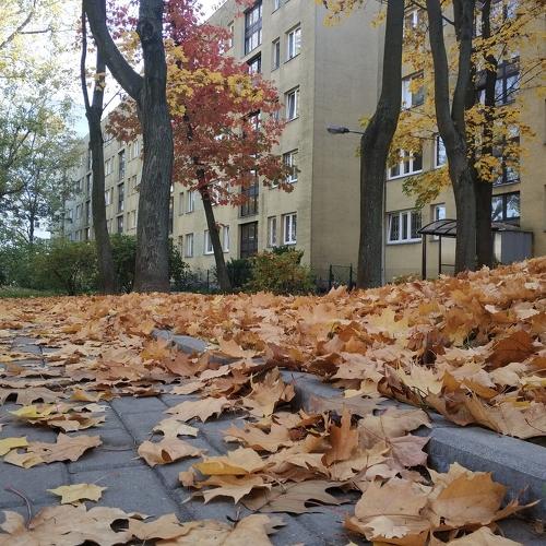 Листопад