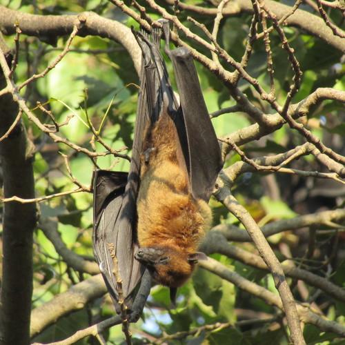 HANGING BAT