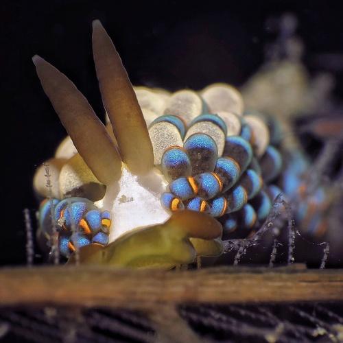 Underwater Macro