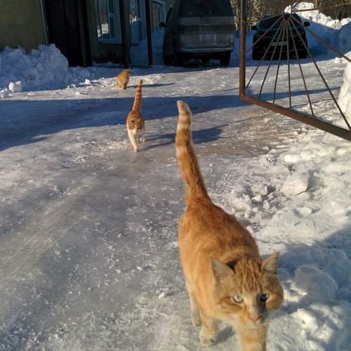 "Какого кота ты тут фотаешь?"