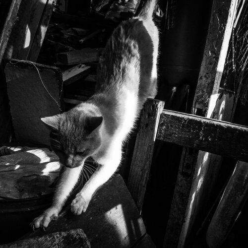 cat