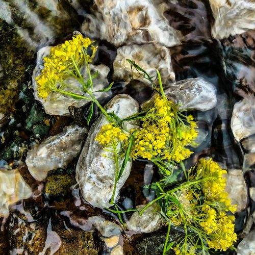flowers in water