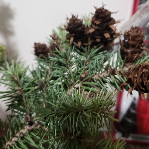Green Pine
