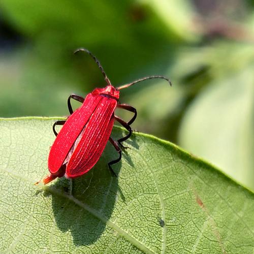 Red Beetle