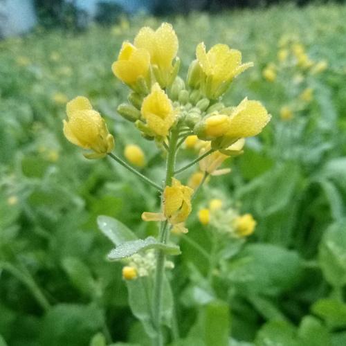Mustard plant