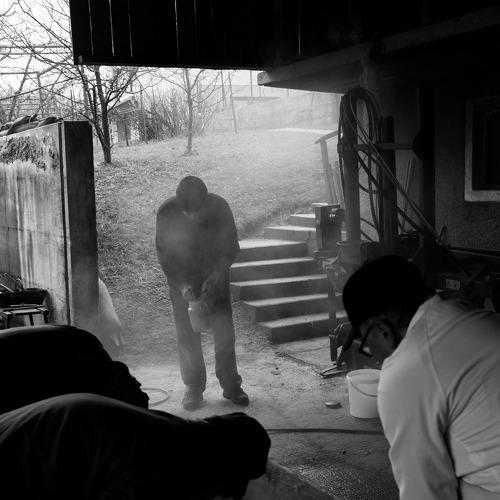 Pig Slaughter
