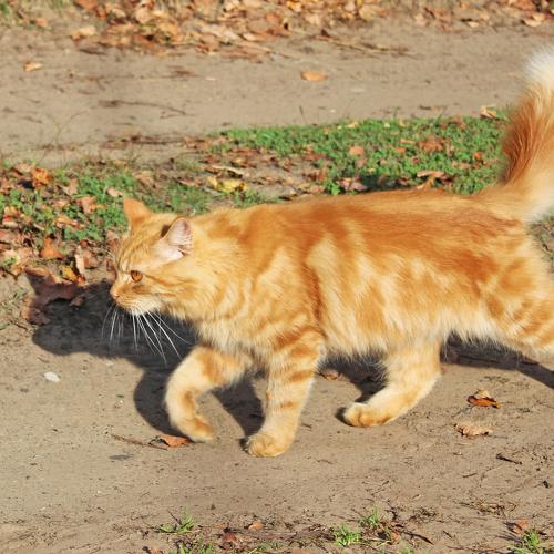 На охоту