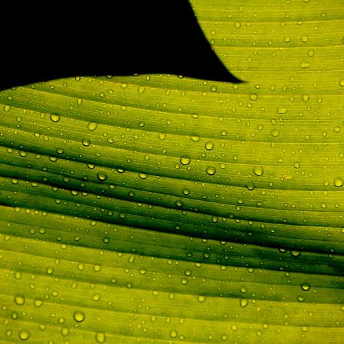 Banana leaf