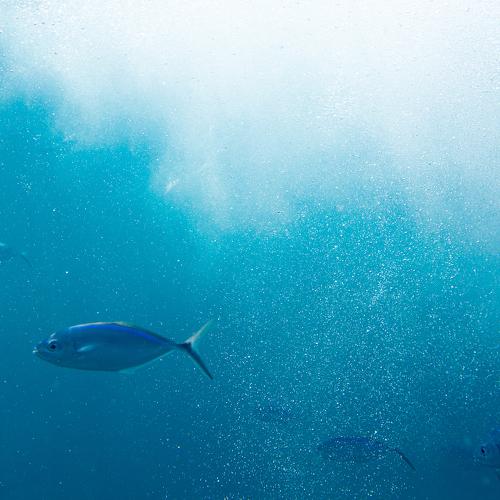 Подводная жизнь