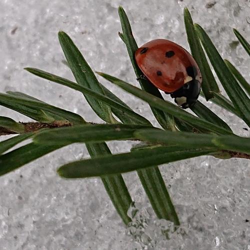 Red in snow