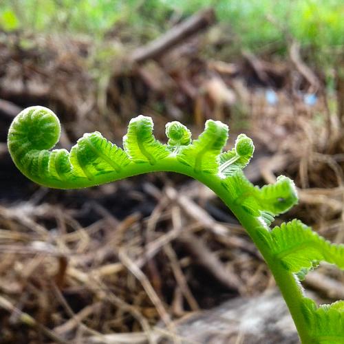 Wild Fern