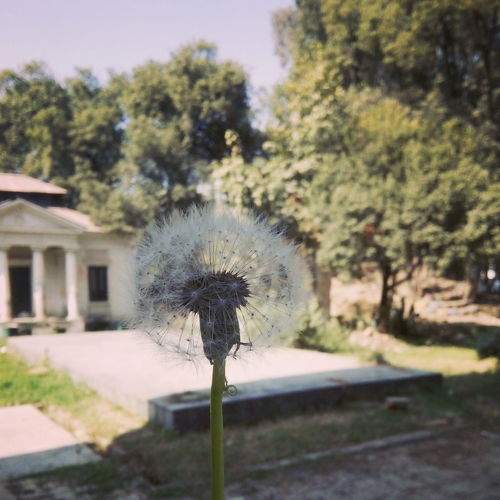 flowers and mobile photography