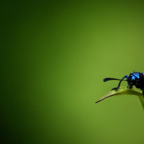 Jewel of rainforest