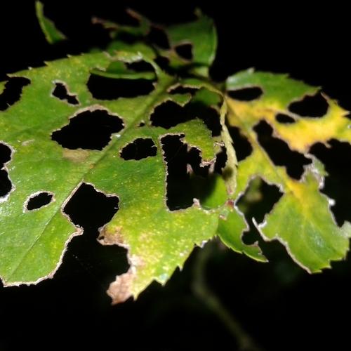 Leaves of Rose