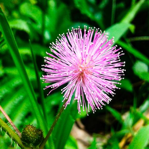Makahiya Flower
