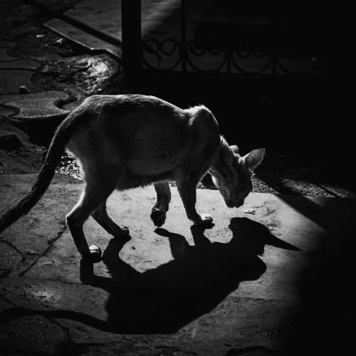 under cats shadow