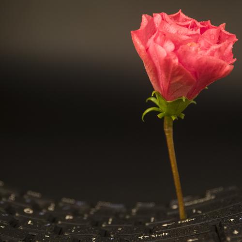 red flower