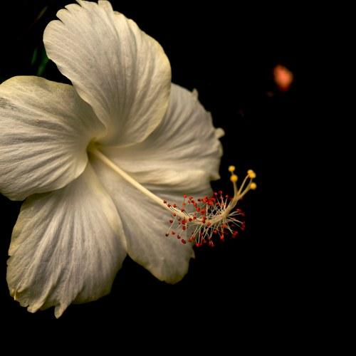 In the dark.(chinarose)