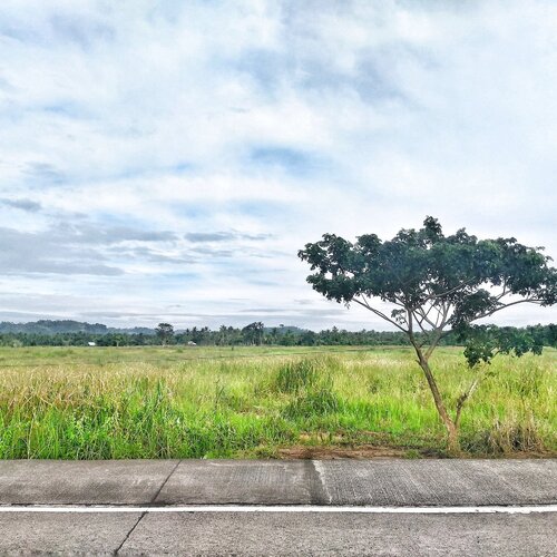 last tree