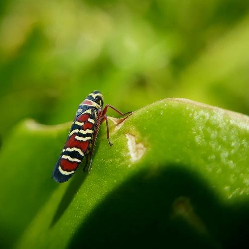 MacroMiniLen Photo