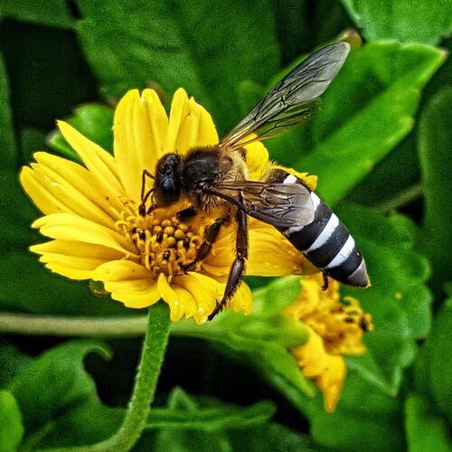 Pollination