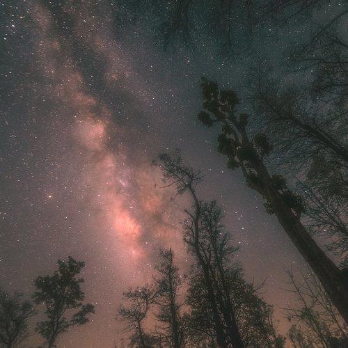 treescape with milkyway