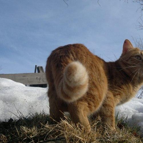 Red cat