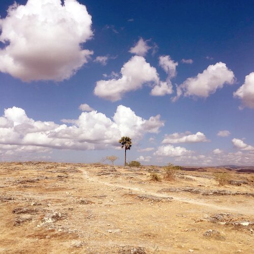 The Lonely Tree