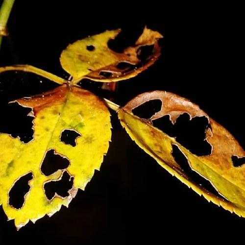 Rose Leaves