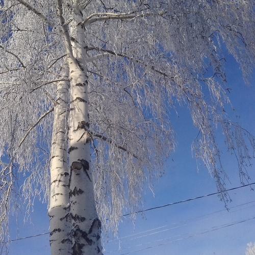 "Белая берёза под моим окном..."