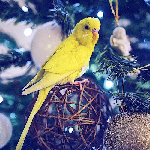 Christmas with my parrot
