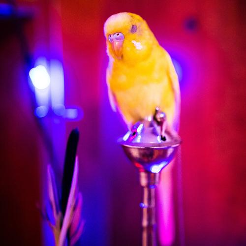 Christmas with my parrot