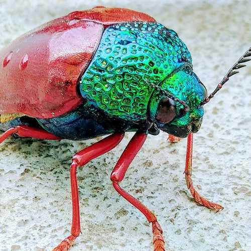 Beetle
