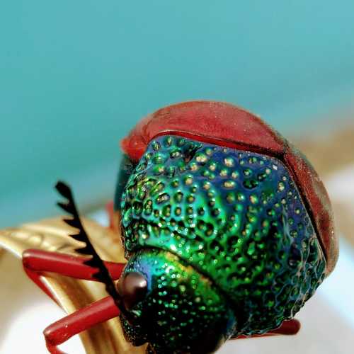 Beetle