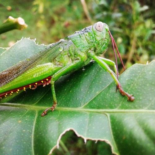 Grasshopper