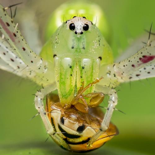 "Close up of a close encounter"