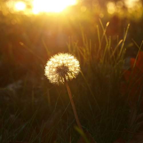 Taraxacum
