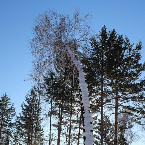 сосны