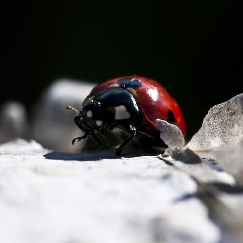 Ladybug