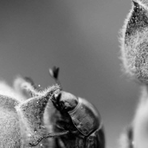 tango with a flower