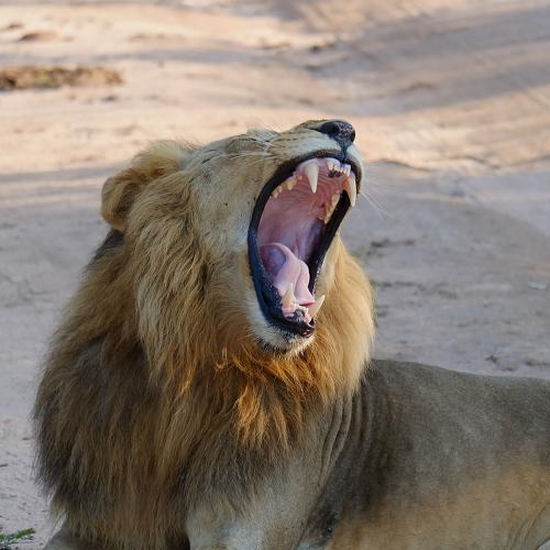 Yawn