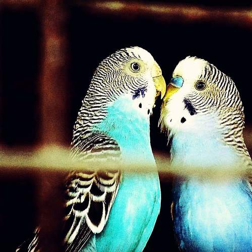 Love